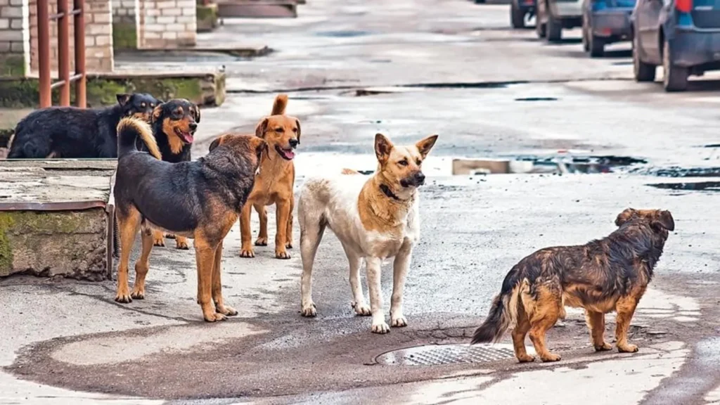 Tetovë: Dy kafshime të tjera nga qentë endacakë