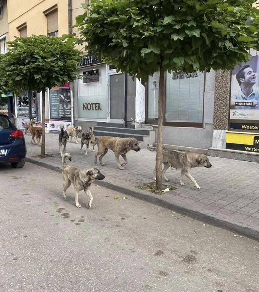 Kafshohet nga qeni një i mitur në Tetovë – ja detajet!