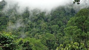 Fisi i pakontaktuar i Amazonit vihet re pranë zonave të prerjes së pyjeve në Peru